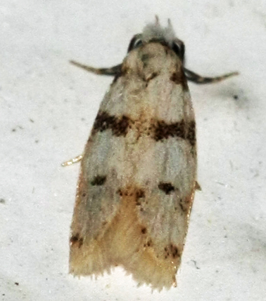 Aprominta spec.? on Crete on 28-09-2012;ID-species ?